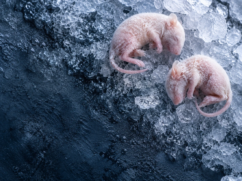 Alimento congelado para reptiles sobre hielo.