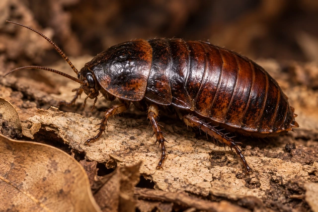 Cucaracha argentina de caparazón oscuro sobre corteza.